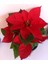 Atatürk Çiçeği (Poinsettia) 2