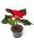 Poinsettia | Atatürk Çiçeği Hediyelik Ofis Bitkisi Öğretmenler Günü Hediyesi 1