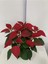 Poinsettia Atatürk Çiçeği Özel Hediyelik 2