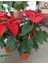 Poinsettia Atatürk Çiçeği 2