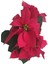 Atatürk Çiçeği - Noel Yıldızı - Poinsettia 3
