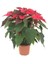 Ponsetya, Atatürk Çiçeği Poinsetiia Hediyelik Ofis Bitkisi 3