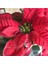 Euphorbia Pulcherrima - Atatürk Çiçeği- Ponsetya Hediyelik Ofis Bitkisi 2
