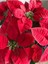 Euphorbia Pulcherrima - Atatürk Çiçeği- Ponsetya Hediyelik Ofis Bitkisi 3