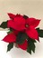 Kırmızı Atatürk Çiçeği Hediyelik Ofis Bitkisi 1