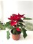 Ponsetya Atatürk Çiçeği 30CM+ Boy Hediyelik Ofis Bitkisi 1