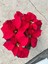 Ponsetya (Poinsettia) Atatürk Çiçeği Kırmızı Yapraklı Bitki Çiçek 35 cm 1