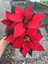 Ponsetya Atatürk Çiçeği Kırmızı Yapraklı Bitki Çiçek Poinsettia 2