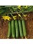 20 Adet Tohum Organik Sırık Hıyar Salatalık Tohumu Hobi Bahçe Bahçe Tohum 1