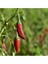 150 Adet Tohum Ojinal Acı Minik Cin Süs Biber Balkon Biber Tohumu Saksı Toprak 1