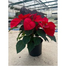 Bitkim Sende Ponsetya (Poinsettia) Atatürk Çiçeği Kırmızı Yapraklı Bitki Çiçek 35 cm