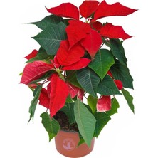 Bitkim Sende Ponsetya Atatürk Çiçeği 17 Cm'lik Saksıda Canlı Bitki Poinsettia