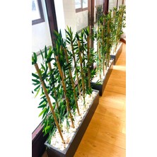 Botanik Bahçesi Yapay Bambu Bamboo Ağacı 1 mt Boy Bambu Çubuklar 3 Set Antrasit Ahşap Saksıda Iç Mekan