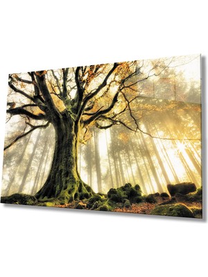 Miray Life Gün Batımında  Ağaçlar Cam Tablo