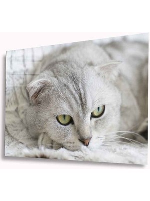 Miray Life Kedi Cam Tablo