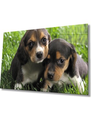 Miray Life Köpek Cam Tablo