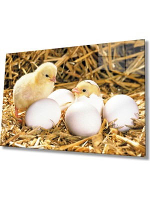 Miray Life Yumurtalar Civcivler Cam Tablo