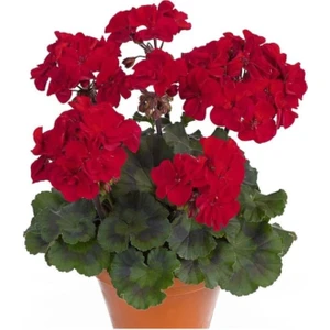 Saksılı Sardunya Çiçeği Kırmızı 10-20 cm