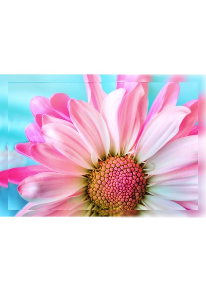 Pembe Papatya 50X70 Kanvas Tablo