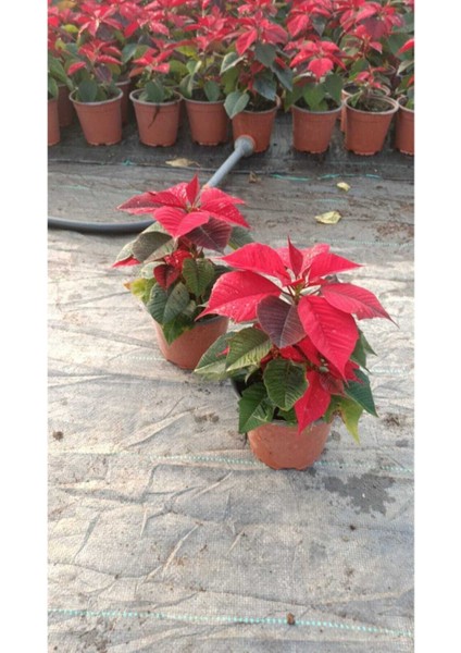 Ponsetya Atatürk Çiçeği Ofis Bitkisi Öğretmenler Günü