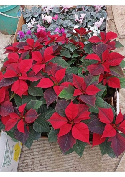 Ponsetya Atatürk Çiçeği Ofis Bitkisi Öğretmenler Günü fiyatları