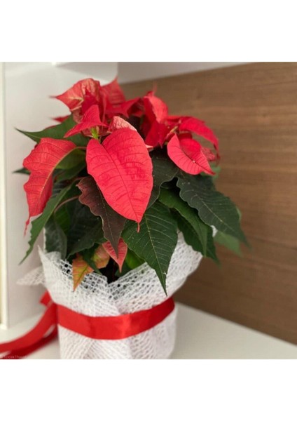 Ponsetya ( Atatürk ) Çiçeği