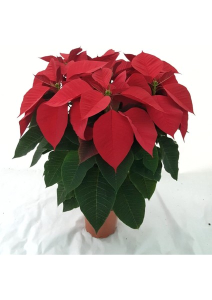 Poinsettia / Atatürk Çiçeği 50-60 cm