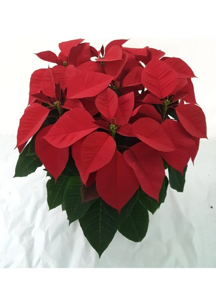 Poinsettia / Atatürk Çiçeği 50-60 cm fiyatları