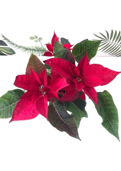 Ponsetya Atatürk Çiçeği 30 cm+ Boy Ofis Bitkisi fiyatları