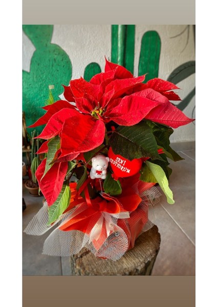 Atatürk Çiçeği - (Ponsetya)