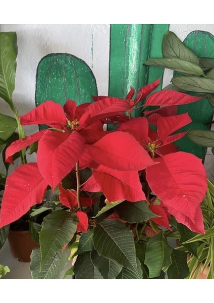 Atatürk Çiçeği - (Ponsetya) fiyatları