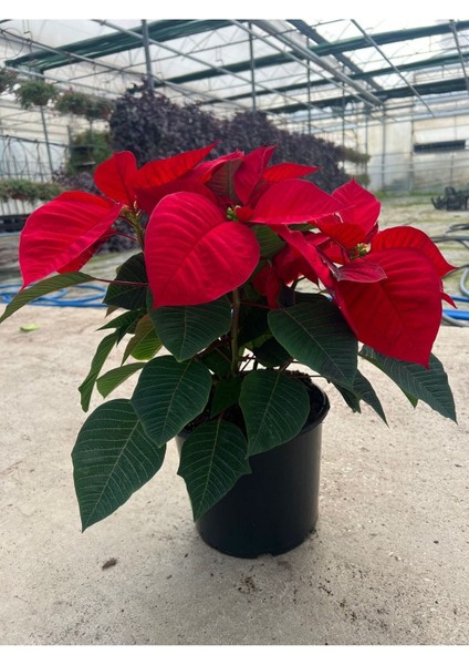 Bitkim Sende Ponsetya (Poinsettia) Atatürk Çiçeği Kırmızı Yapraklı Bitki Çiçek 35 cm