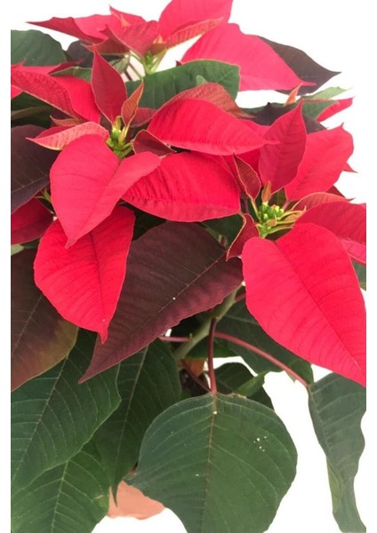 Atatürk Cicegi Çiçeği Ponsetya 30 -40 Cm