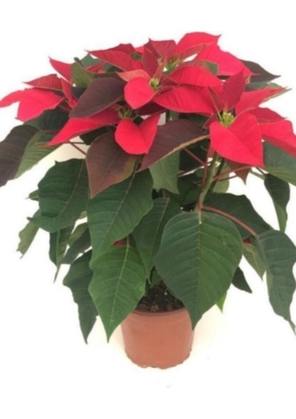 Atatürk Cicegi Çiçeği Ponsetya 30 -40 Cm fiyatları