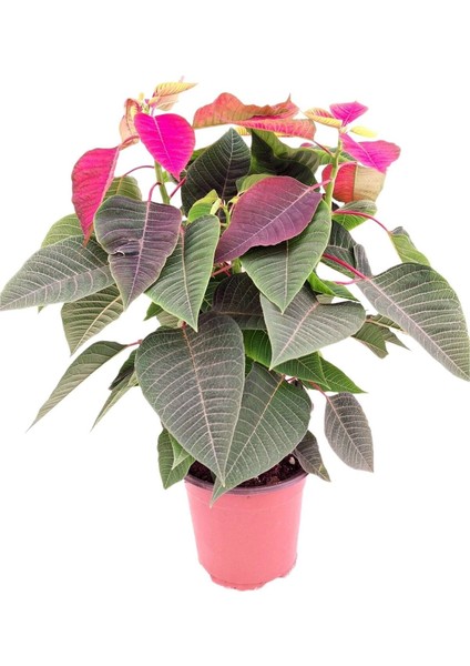 Ponsetya, Atatürk Çiçeği