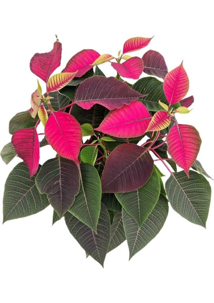 Ponsetya, Atatürk Çiçeği fiyatları