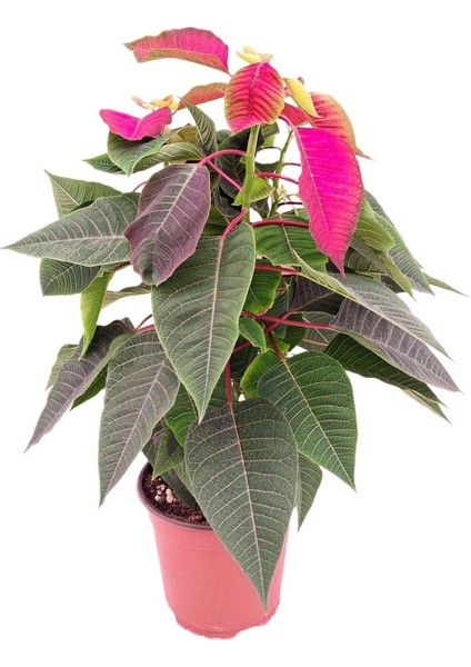 Ponsetya, Atatürk Çiçeği modelleri