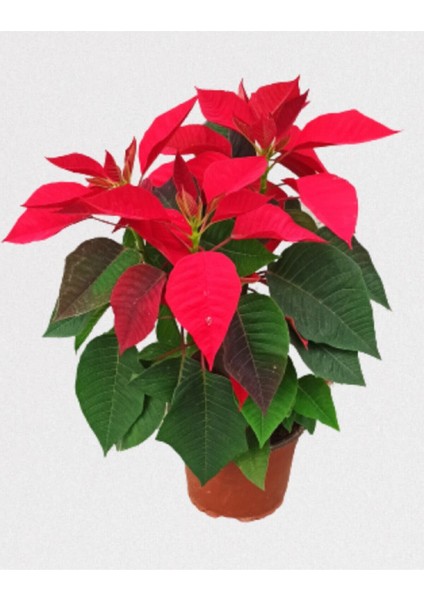 Atatürk Çiçeği Poinsetya 35 cm Ofis Bitkisi