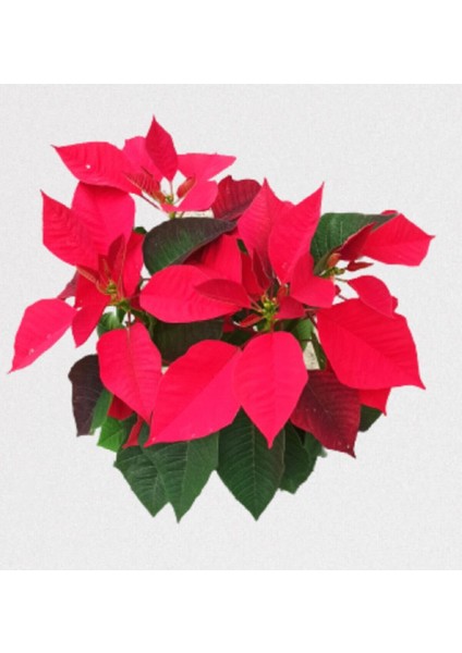 Atatürk Çiçeği Poinsetya 35 cm Ofis Bitkisi modelleri