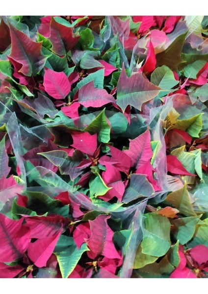 Atatürk Çiçegi Bitkis (Poinsettia) fiyatları