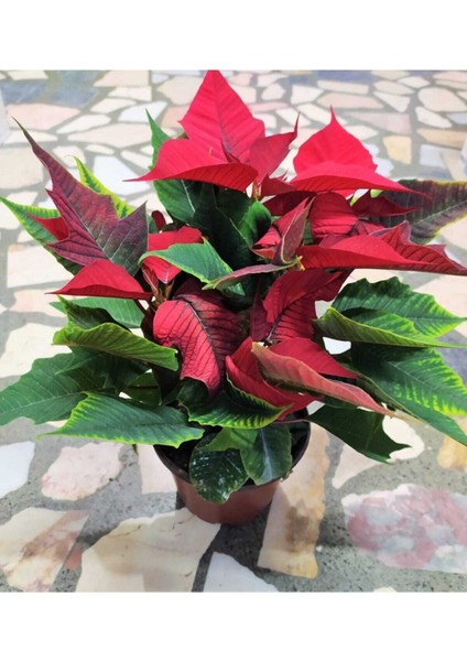 Atatürk Çiçegi Bitkis (Poinsettia) modelleri