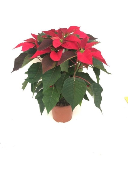 Ponsetya, Atatürk Çiçeği Poinsetiia fiyatları