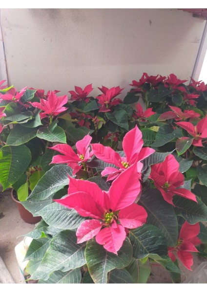 Atatürk Çiçeği fiyatları