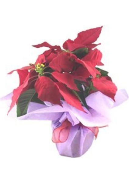 Atatürk Çiçeği Ponsetya Poinsettia & Pembe Sarım Kırmızı Kurdele Saksıda Canlı