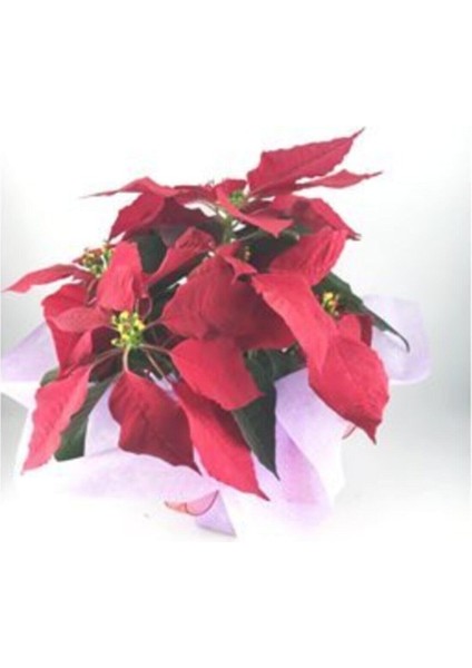 Atatürk Çiçeği Ponsetya Poinsettia & Pembe Sarım Kırmızı Kurdele Saksıda Canlı fiyatları