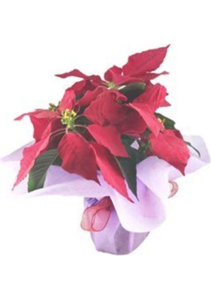 Atatürk Çiçeği Ponsetya Poinsettia & Pembe Sarım Kırmızı Kurdele Saksıda Canlı modelleri