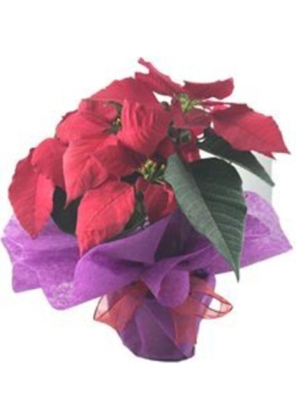 Atatürk Çiçeği Ponsetya Poinsettia Canlı