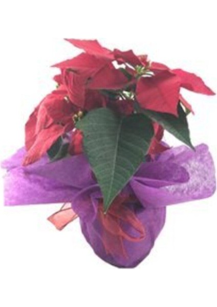 Atatürk Çiçeği Ponsetya Poinsettia Canlı fiyatları