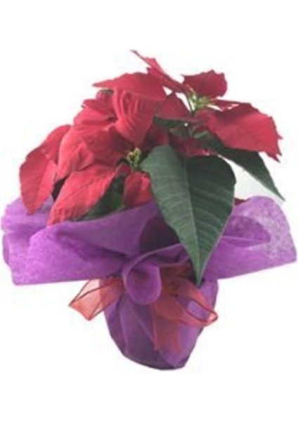 Atatürk Çiçeği Ponsetya Poinsettia Canlı modelleri