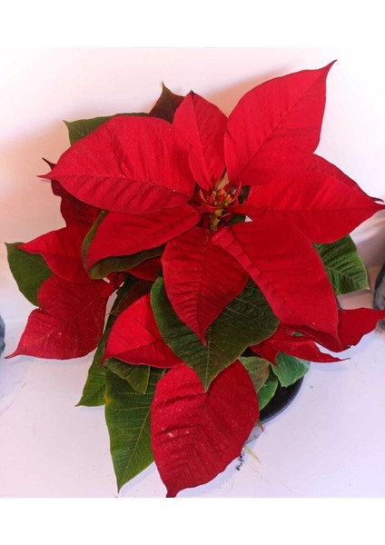 Atatürk Çiçeği (Poinsettia) fiyatları